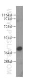 ER Lipid Raft Associated 1 antibody, 17311-1-AP, Proteintech Group, Western Blot image 