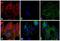 Mouse IgG (H+L) antibody, A-21052, Invitrogen Antibodies, Immunofluorescence image 