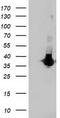 Low Density Lipoprotein Receptor Adaptor Protein 1 antibody, TA503853S, Origene, Western Blot image 