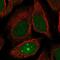 Jrk Helix-Turn-Helix Protein antibody, NBP2-55780, Novus Biologicals, Immunofluorescence image 