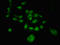 Pre-rRNA-processing protein TSR1 homolog antibody, orb401044, Biorbyt, Immunofluorescence image 
