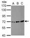Peptidyl-prolyl cis-trans isomerase-like 4 antibody, GTX117014, GeneTex, Western Blot image 