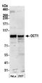 POU domain, class 2, transcription factor 1 antibody, A301-717A, Bethyl Labs, Western Blot image 