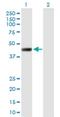 Leucine Rich Repeat Containing 2 antibody, H00079442-B01P, Novus Biologicals, Western Blot image 