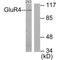 Metabotropic glutamate receptor 4 antibody, A06552, Boster Biological Technology, Western Blot image 
