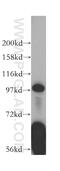 hMCS antibody, 16395-1-AP, Proteintech Group, Western Blot image 