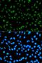 Heterogeneous Nuclear Ribonucleoprotein A1 Like 2 antibody, orb324843, Biorbyt, Immunocytochemistry image 