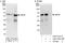 HIP-55 antibody, A303-351A, Bethyl Labs, Immunoprecipitation image 
