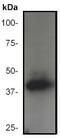 Mitogen-Activated Protein Kinase 1 antibody, ab32081, Abcam, Western Blot image 