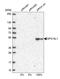 Epidermal growth factor receptor substrate 15-like 1 antibody, HPA019237, Atlas Antibodies, Western Blot image 