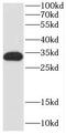 Coenzyme Q4 antibody, FNab01877, FineTest, Western Blot image 
