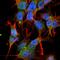UV Radiation Resistance Associated antibody, orb377160, Biorbyt, Immunofluorescence image 