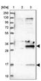 DTW Domain Containing 1 antibody, NBP2-30570, Novus Biologicals, Western Blot image 