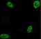 RNA Binding Motif Protein X-Linked antibody, PA5-49468, Invitrogen Antibodies, Immunofluorescence image 