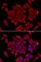 Mitochondrial import inner membrane translocase subunit Tim17-A antibody, LS-C334728, Lifespan Biosciences, Immunofluorescence image 