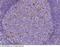 Glutamate-Ammonia Ligase antibody, 100715-T44, Sino Biological, Immunohistochemistry frozen image 