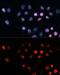Tet Methylcytosine Dioxygenase 1 antibody, GTX64332, GeneTex, Immunofluorescence image 
