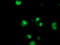 Non-Homologous End Joining Factor 1 antibody, TA502176, Origene, Immunofluorescence image 