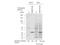 Inhibitor Of Growth Family Member 4 antibody, TA319198, Origene, Western Blot image 