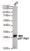 Cyclin Dependent Kinase Inhibitor 1B antibody, MBS475150, MyBioSource, Western Blot image 