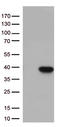 Sca1 antibody, CF813277, Origene, Western Blot image 