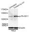 RB Transcriptional Corepressor 1 antibody, AP0089, ABclonal Technology, Western Blot image 