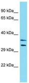 Leiomodin-3 antibody, TA337413, Origene, Western Blot image 
