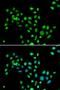 Core histone macro-H2A.1 antibody, orb247764, Biorbyt, Immunocytochemistry image 