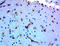 beta-Dystroglycan antibody, 850201, BioLegend, Immunohistochemistry paraffin image 