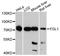 Fibrinogen Like 1 antibody, A3862, ABclonal Technology, Western Blot image 