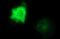 CEP68 antibody, MA5-26303, Invitrogen Antibodies, Immunocytochemistry image 