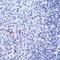 Human IgE antibody, PA5-16396, Invitrogen Antibodies, Immunohistochemistry frozen image 
