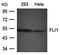 Fli-1 Proto-Oncogene, ETS Transcription Factor antibody, orb43392, Biorbyt, Western Blot image 