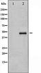 CRK Proto-Oncogene, Adaptor Protein antibody, orb99361, Biorbyt, Western Blot image 