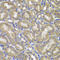 NLR Family CARD Domain Containing 4 antibody, LS-C349105, Lifespan Biosciences, Immunohistochemistry frozen image 