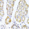 Mitochondrial Ribosomal Protein L11 antibody, 19-504, ProSci, Immunohistochemistry frozen image 