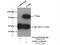UTP4 Small Subunit Processome Component antibody, 11057-1-AP, Proteintech Group, Immunoprecipitation image 