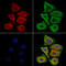Filaggrin antibody, GTX03270, GeneTex, Immunofluorescence image 
