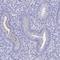 SHC Binding And Spindle Associated 1 Like antibody, HPA036125, Atlas Antibodies, Immunohistochemistry frozen image 