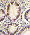 Sorbin and SH3 domain-containing protein 2 antibody, LS-C156461, Lifespan Biosciences, Immunohistochemistry paraffin image 