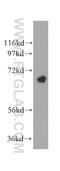 CEP68 antibody, 15147-1-AP, Proteintech Group, Western Blot image 