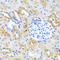 MOK Protein Kinase antibody, LS-C331690, Lifespan Biosciences, Immunohistochemistry paraffin image 