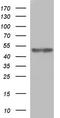 Protein C inhibitor antibody, TA590783, Origene, Western Blot image 