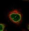 Proteasome Subunit Beta 9 antibody, NBP2-33681, Novus Biologicals, Immunofluorescence image 
