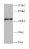 Zinc phosphodiesterase ELAC protein 2 antibody, FNab02732, FineTest, Western Blot image 