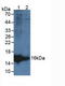 Lipocalin Like 1 antibody, LS-C719966, Lifespan Biosciences, Western Blot image 