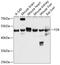 F2R antibody, GTX64534, GeneTex, Western Blot image 