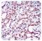 Zinc Finger E-Box Binding Homeobox 1 antibody, TA336943, Origene, Immunohistochemistry frozen image 