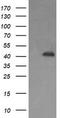 Parvin Alpha antibody, TA506002S, Origene, Western Blot image 