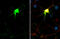 Somatostatin antibody, GTX636297, GeneTex, Immunofluorescence image 